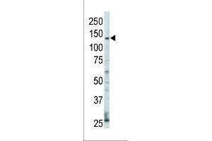Western Blotting (WB) image for anti-V-Erb-A erythroblastic Leukemia Viral Oncogene Homolog 4 (Avian) (ERBB4) (AA 25-55), (N-Term) antibody (ABIN391950)