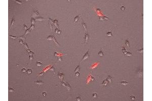 Indirect immunostaining of living 3T3 fibroblasts transfected with a CD 31 pDisplay vecktor (dilution 1 : 500; red).