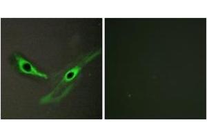 Immunofluorescence (IF) image for anti-Intestinal Cell (MAK-Like) Kinase (ICK) (AA 241-290) antibody (ABIN2889811) (ICK 抗体  (AA 241-290))