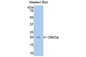 Western blot analysis of the recombinant protein. (PPIB 抗体  (AA 47-216))