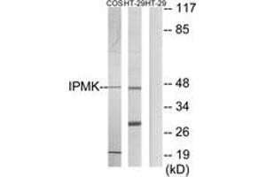 Western blot analysis of extracts from HT-29/COS7 cells, using IPMK Antibody. (IPMK 抗体  (AA 311-360))