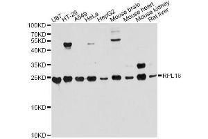 Western blot analysis of extracts of various cell lines, using RPL18 antibody. (RPL18 抗体  (AA 1-188))