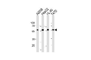 GRN Antibody (C-term) (ABIN1881391 and ABIN2843390) western blot analysis in ,HepG2,HL-60,T47D cell line lysates (35 μg/lane). (Granulin 抗体  (C-Term))