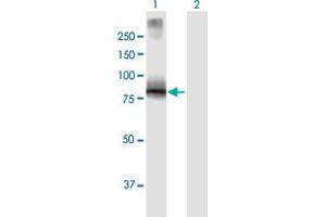 Western Blot analysis of VILL expression in transfected 293T cell line by VILL MaxPab polyclonal antibody. (VILL 抗体  (AA 1-686))