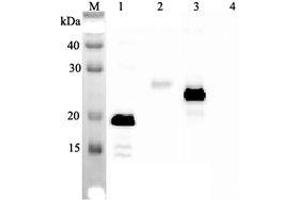 Western blot analysis using anti-IL-33 (human), mAb (IL33026B)  at 1:2'000 dilution. (IL-33 抗体)