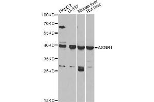 Western blot analysis of extracts of various cell lines, using ASGR1 antibody (ABIN5975060) at 1/1000 dilution.