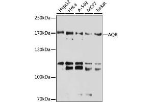 AQR 抗体  (AA 400-700)