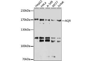Western blot analysis of extracts of various cell lines, using AQR antibody (ABIN6133411, ABIN6137057, ABIN6137058 and ABIN6221662) at 1:3000 dilution. (AQR 抗体  (AA 400-700))