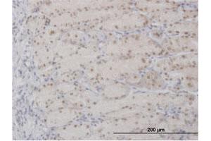 Immunoperoxidase of purified MaxPab antibody to APEX1 on formalin-fixed paraffin-embedded human stomach.