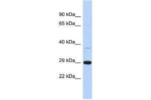 Western Blotting (WB) image for anti-Chromosome 1 Open Reading Frame 74 (C1ORF74) antibody (ABIN2459613) (C1ORF74 抗体)