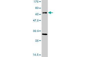 ERCC2 monoclonal antibody (M01), clone S3 Western Blot analysis of ERCC2 expression in A-431 . (ERCC2 抗体  (AA 1-405))