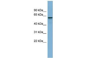 WB Suggested Anti-DCTN4 Antibody Titration: 0. (Dynactin 4 抗体  (N-Term))