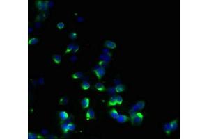 Immunofluorescent analysis of 293T cells using ABIN7142288 at dilution of 1:100 and Alexa Fluor 488-congugated AffiniPure Goat Anti-Rabbit IgG(H+L)
