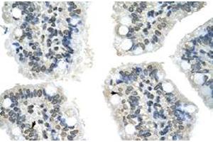 Immunohistochemical staining (Formalin-fixed paraffin-embedded sections) of human intestine with GIPC2 polyclonal antibody  at 4-8 ug/mL working concentration. (GIPC2 抗体  (N-Term))