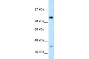 Western Blotting (WB) image for anti-DC-STAMP Domain Containing 1 (DCST1) antibody (ABIN2462694) (DCST1 抗体)