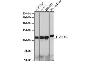 Western blot analysis of extracts of various cell lines, using ZNF451 antibody (ABIN7271489) at 1:1000 dilution. (ZNF451 抗体  (AA 600-900))