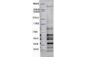 ABIN2560761 (5µg/ml) staining of Mouse Brain lysate (35µg protein in RIPA buffer). (WDFY3 抗体  (Internal Region))