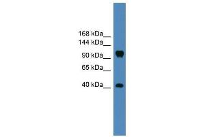 Western Blot showing CNTN1 antibody used at a concentration of 1-2 ug/ml to detect its target protein. (Contactin 1 抗体  (Middle Region))