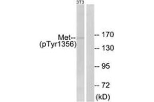 Western blot analysis of extracts from NIH-3T3 cells, using Met (Phospho-Tyr1356) Antibody. (c-MET 抗体  (pTyr1356))