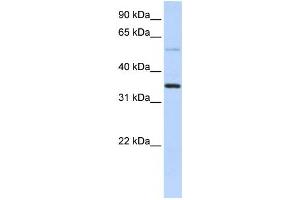 Western Blotting (WB) image for anti-Ankyrin Repeat Domain 9 (ANKRD9) antibody (ABIN2459592) (ANKRD9 抗体)