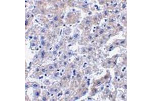 Immunohistochemistry of caspase-14 in human liver tissue with caspase-14 antibody at 2. (CASP14 抗体  (C-Term))