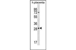 Western blot analysis of  EAN57 / C22orf33 Antibody (N-term)  in human placenta tissue lysates (35ug/lane). (TEX33 抗体  (N-Term))