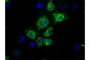 Anti-NIT1 mouse monoclonal antibody (ABIN2453350) immunofluorescent staining of COS7 cells transiently transfected by pCMV6-ENTRY NIT1 (RC211519). (Nitrilase 1 抗体)