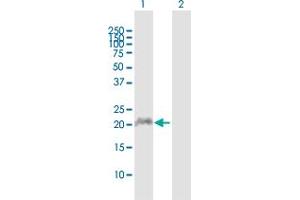 Western Blot analysis of APOBEC3C expression in transfected 293T cell line by APOBEC3C MaxPab polyclonal antibody. (APOBEC3C 抗体  (AA 1-190))