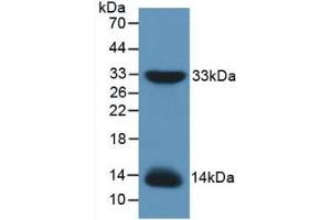 Western blot analysis of recombinant Mouse IRS1. (IRS1 抗体  (AA 837-1089))