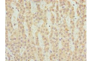 Immunohistochemistry of paraffin-embedded human adrenal gland tissue using ABIN7153239 at dilution of 1:100 (FAHD2A 抗体  (AA 4-314))