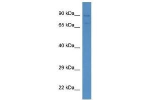 Western Blot showing Sema3f antibody used at a concentration of 1. (SEMA3F 抗体  (N-Term))