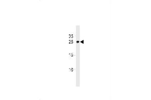 DANRE ywhag1 Antibody (Center) Azb10022c western blot analysis in zebra fish brain tissue lysates (35 μg/lane). (14-3-3 gamma 抗体  (AA 137-162))