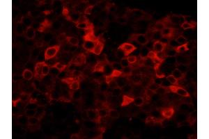 Immunofluorescence (IF) image for anti-Fatty Acid Synthase (FASN) (AA 2462-2511) antibody (ABIN7448964) (Fatty Acid Synthase 抗体  (AA 2462-2511))