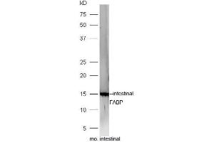 Mouse intestinal lysates probed with Rabbit Anti-FABP2 Polyclonal Antibody, Unconjugated  at 1:5000 for 90 min at 37˚C. (FABP2 抗体  (AA 45-132))