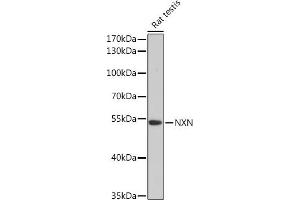 Western blot analysis of extracts of Rat testis, using NXN Rabbit pAb (ABIN7269054) at 1:3000 dilution.