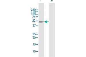 Western Blot analysis of MOCS3 expression in transfected 293T cell line by MOCS3 MaxPab polyclonal antibody. (MOCS3 抗体  (AA 1-460))