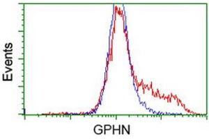 Image no. 4 for anti-Gephyrin (GPHN) antibody (ABIN1498431)