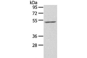 Western Blot analysis of NIH/3T3 cell using ZFP36L2 Polyclonal Antibody at dilution of 1:550 (ZFP36L2 抗体)