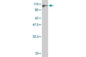 Western Blotting (WB) image for anti-Heat Shock 70kDa Protein 2 (HSPA2) (AA 1-639) antibody (ABIN561382)