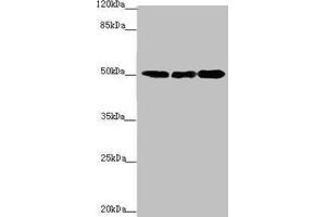 Western blot All lanes: EEF1A2 antibody at 2. (EEF1A2 抗体  (AA 184-463))