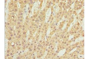 Immunohistochemistry of paraffin-embedded human adrenal gland tissue using ABIN7175974 at dilution of 1:100 (ZBTB2 抗体  (AA 100-400))