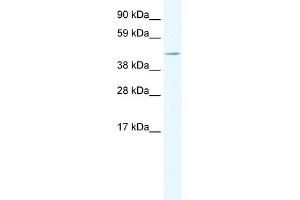 Western Blotting (WB) image for anti-TAF7-Like RNA Polymerase II, TATA Box Binding Protein (TBP)-Associated Factor, 50kDa (TAF7L) (Middle Region) antibody (ABIN2780075)