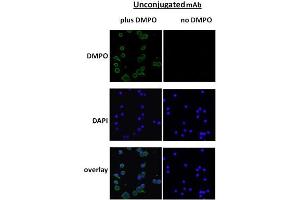 DMPO Immunofluorescence. (DMPO 抗体)