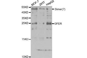 Western Blotting (WB) image for anti-Growth Factor, Augmenter of Liver Regeneration (GFER) antibody (ABIN1876651) (GFER 抗体)