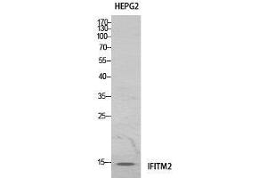 Western Blot (WB) analysis of HeLa cells using IFITM2 Polyclonal Antibody. (IFITM2 抗体  (Internal Region))