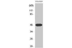 Western Blotting (WB) image for anti-Synaptotagmin XI (SYT11) (Internal Region) antibody (ABIN3187125) (SYT11 抗体  (Internal Region))