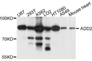 Western blot analysis of extract of various cells, using ADD2 antibody. (ADD2 抗体)