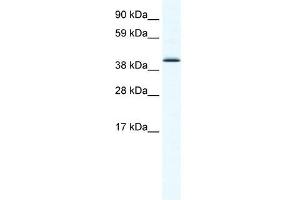 SOX7 antibody (20R-1133) used at 2. (SOX7 抗体  (N-Term))