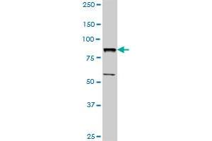 BBS7 MaxPab rabbit polyclonal antibody. (BBS7 抗体  (AA 1-715))