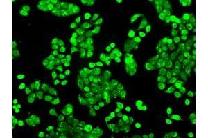 Image no. 4 for anti-P450 (Cytochrome) Oxidoreductase (POR) antibody (ABIN1497744) (POR 抗体)